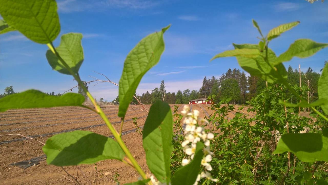 Maatilamatkailu Jaenisvaara * Koli (Lieksa)